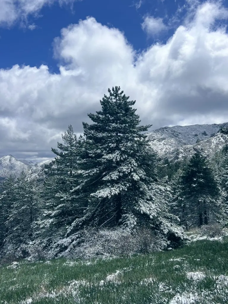 Pino cubierto de nieve en la ladera