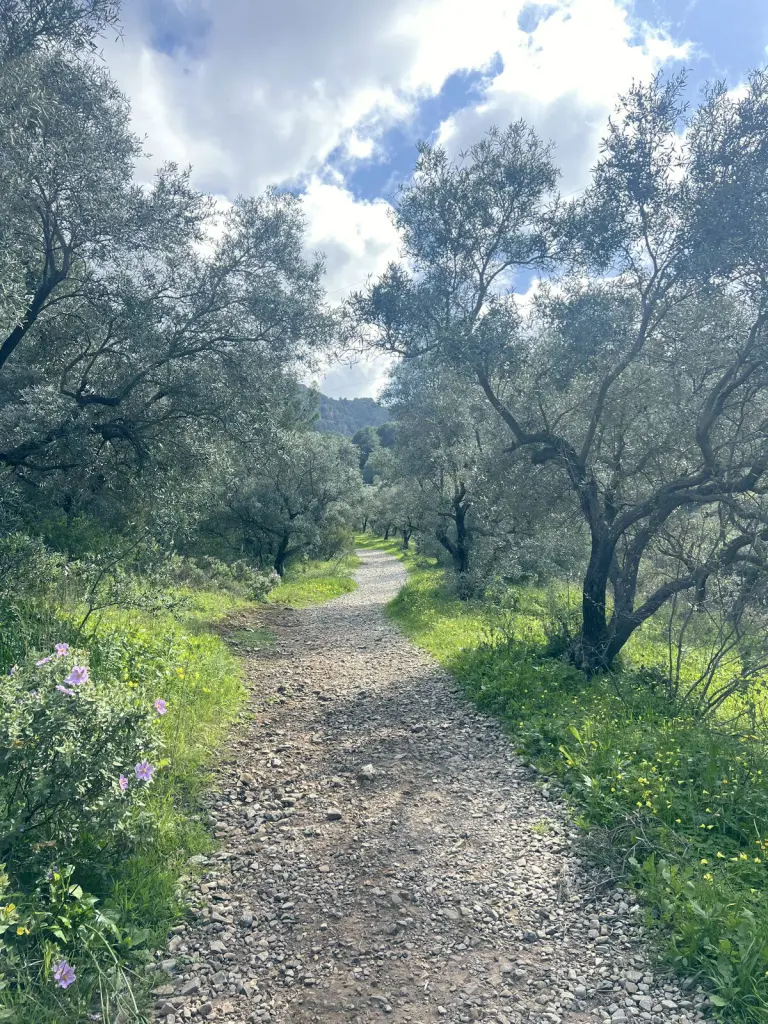 Camino entre olivos al comienzo de la ruta
